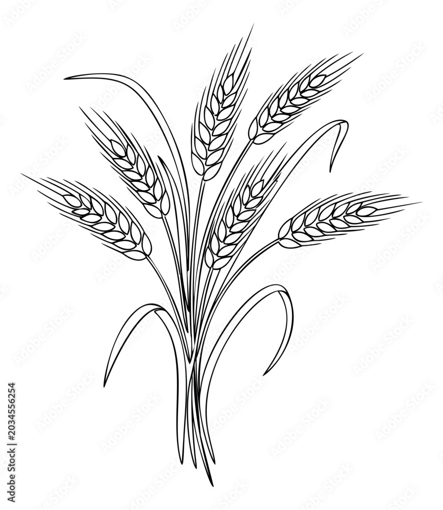 Obraz premium Line art illustration of wheat sheaf bundle depicting grain stalks and ears for agriculture and harvest design