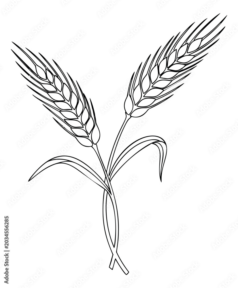 Obraz premium Line art illustration of two wheat ears depicting grain stalks with leaves for agriculture and harvest design