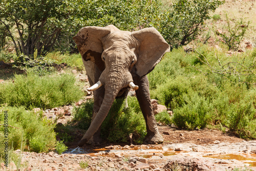 Foto Closeup of desert adapted Kalahari African elephant in Damaraland, Namibia drink