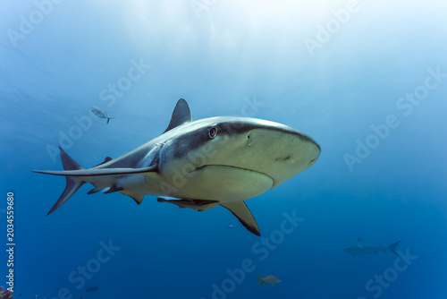 Tableau sur toile Close up of caribbean reef shark ,  Carcharhinus perezii,   swims in open blue w