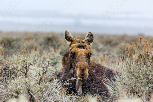 Slika na platnu Moose huddles in grass during a snow storm