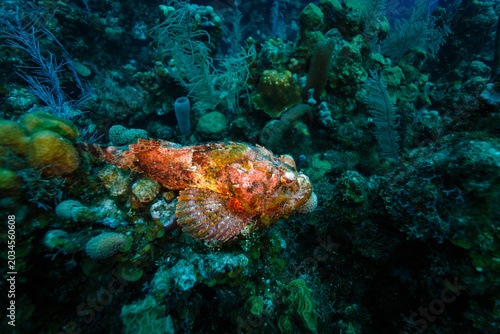 Fotografie red Spotted Scorpionfish Scorpaena plumieri on camoflaged on coral reef