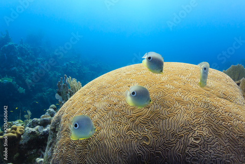 Billede på lærred Foureye Butterflyfish chaetodon capistratus swimming above brain coral
