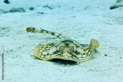 Yellow stingray, urobatis jamaicensis, close up of hovering on sandy bottom near beach