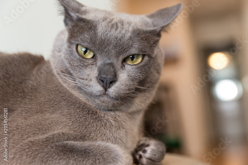 Schilderij op canvas Portrait of gray Burmese house cat with a comic and quizzical expression