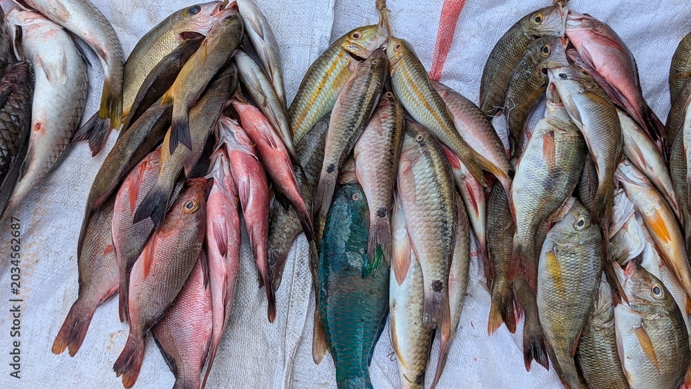 Fototapeta premium Bundles of colourful tropical reef fish for sale at local market in capital city Suva, Fiji in South Pacific