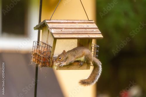 Wildlife in the backyard