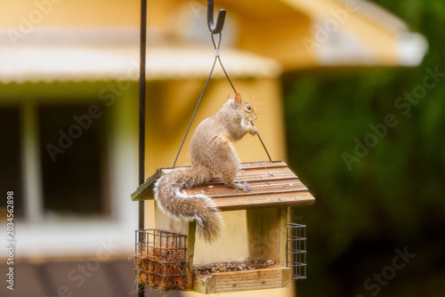 Wildlife in the backyard