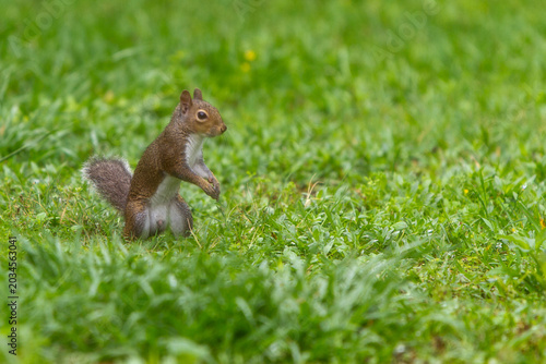 Wildlife in the backyard