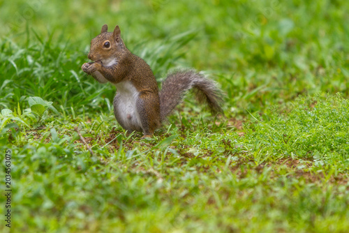 Wildlife in the backyard