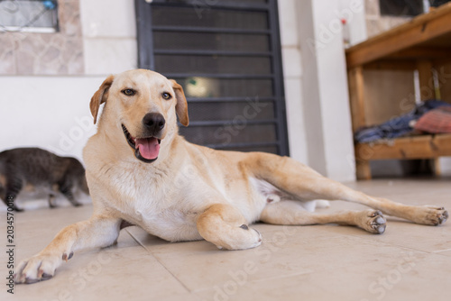 perro caramelo