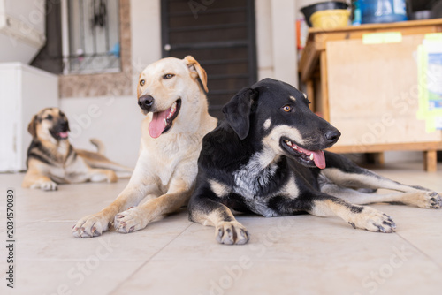 tres perritos sonriendo