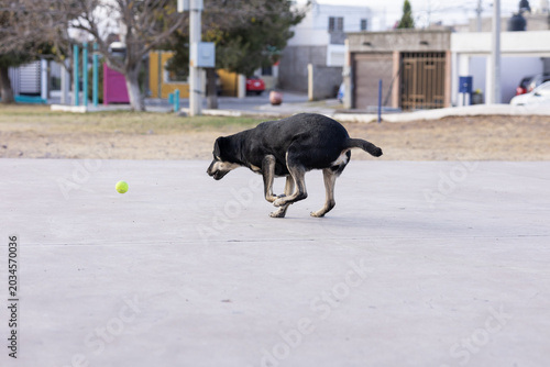 Fotografía perro cachando pelota