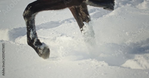 Powerful horse galloping through deep snow