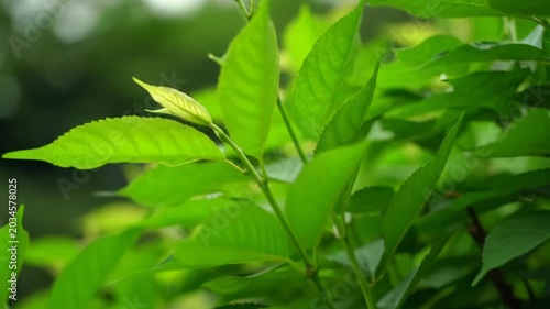 Smooth dolly-in video of swaying emerald leaves and young shoots. Clean copy space, soft bokeh highlights dew-kissed texture. Concept of fresh growth