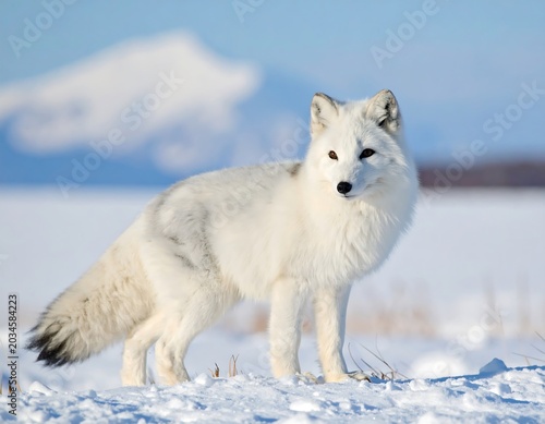 White Arctic Fox Standing on Snowy Tundra with Blurred Mountain Background