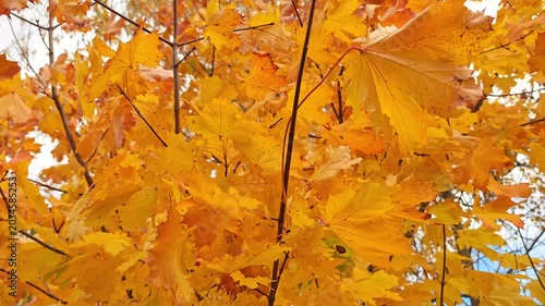 autumn weather. The season of golden autumn. Yellow maple leaves flutter in the wind. 4k footage