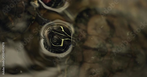 Closeup of a Western Painted Turtles Head Poking out of the Waters