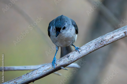 Tufted Titmouse on a tree branch.