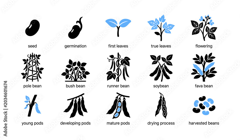 Fototapeta premium Bean growth and variety icons arranged in labeled grid on white