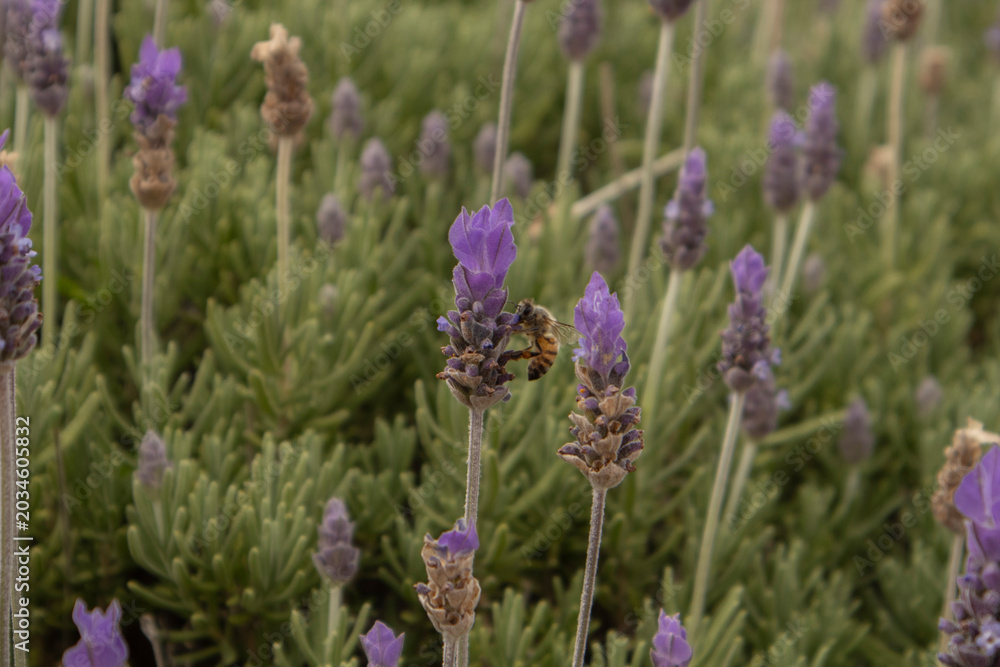 Fototapeta premium Macro close-up photograph of a honeybee collecting nectar from blooming lavender flowers in a lush garden setting