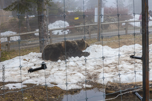 Grizzly bear resting in melting snow inside the wildlife habitat at Grouse Mountain, viewed through wire mesh fence in foggy spring conditions.