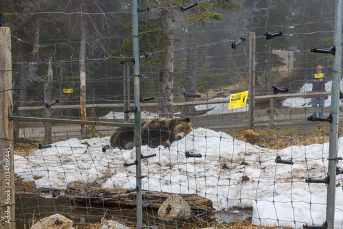 Grizzly bear lying in melting snow inside electric fenced enclosure at Grouse Mountain, yellow warning sign and visitor visible through wire mesh.