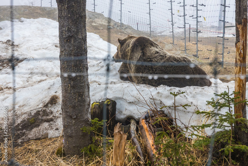 Grizzly bear sitting up in melting snow at Grouse Mountain habitat, surrounded by tree trunks and stumps with wire mesh fence in foreground.