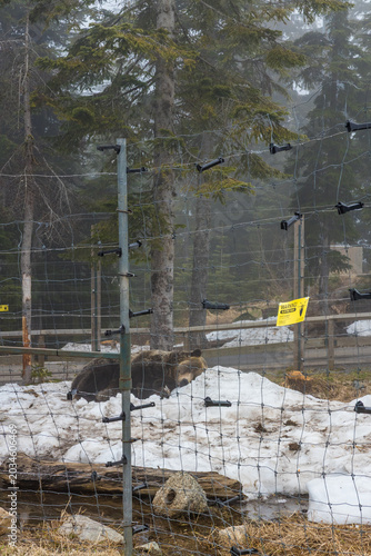Vertical view of grizzly bear resting in melting snow at Grouse Mountain, electric fence in foreground and tall conifers in misty alpine setting.