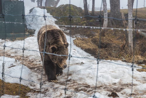Closeup of grizzly bear walking through melting snow at Grouse Mountain wildlife habitat, large paws and long claws visible, wire mesh fence in foreground.