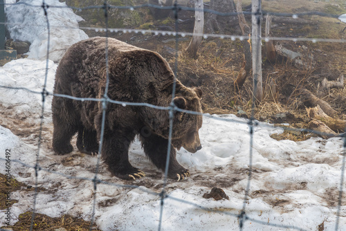 Grizzly bear walking in profile across patchy melting snow at Grouse Mountain wildlife habitat, long claws and thick brown fur visible through wire fence.