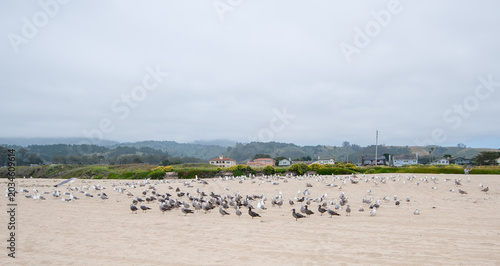 Large flock of seagulls resting on a wide sandy beach under a cloudy overcast sky