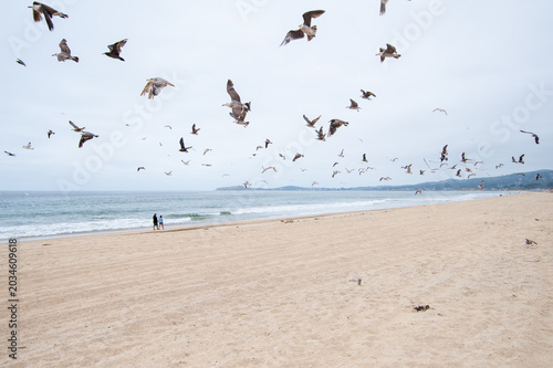 Flock of seagulls flying low over a wide sandy beach next to the ocean