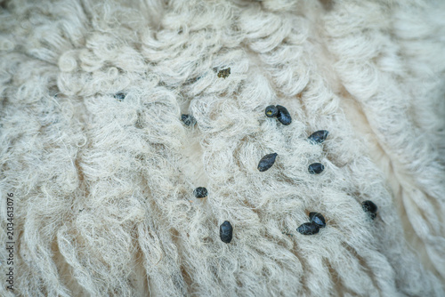 Tableau sur toile Close-up view of soft curly white sheep wool, scattered with small dark particles and goat droppings