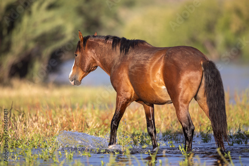 Photography Wild Mustang Bay Stallion Walking Through the Salt River Near Scottsdale, Arizon