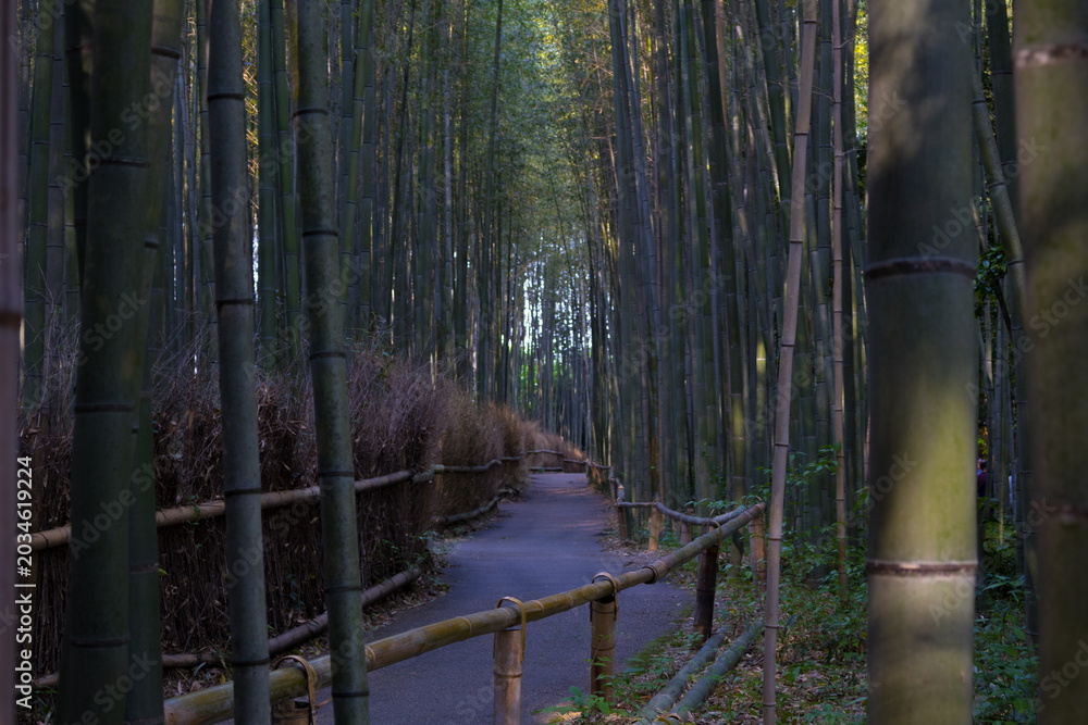 Naklejka premium Bamboo forest in Kyoto, Japan