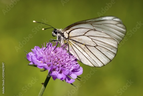 Black-veined White butterfly (Aporia crataegi), Achensee, Tyrol, Austria, Europe