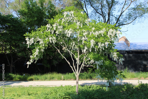 Single blooming Kentucky yellowwood tree in Skokie, Illinois