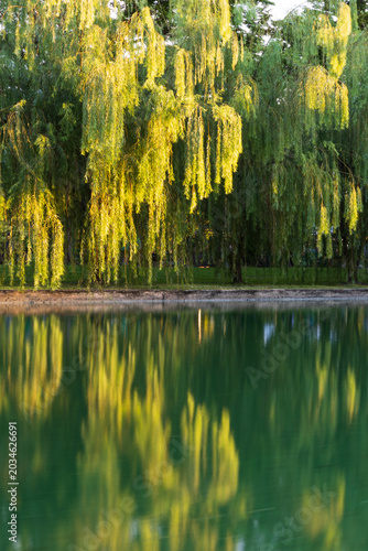 Foto A line of Weeping willow trees by the canal during the golden hour