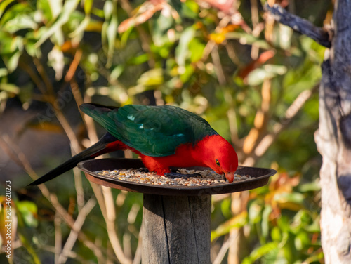 Eastern Rosella Feeding on Seed Feeder in Batemans Bay, Australia