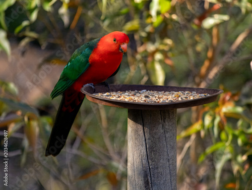 Eastern Rosella Bird Feeding in Batemans Bay, Australia