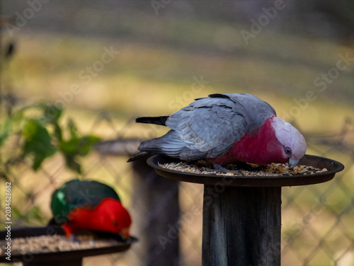 Eastern Rosella and Galah Feeding in Batemans Bay, Australia