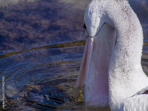 Pelican Fishing in Batemans Bay, Australia