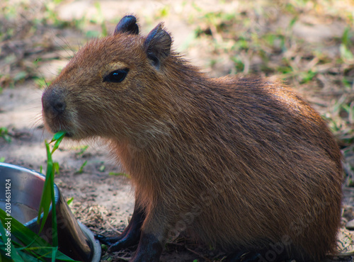 capybara 
