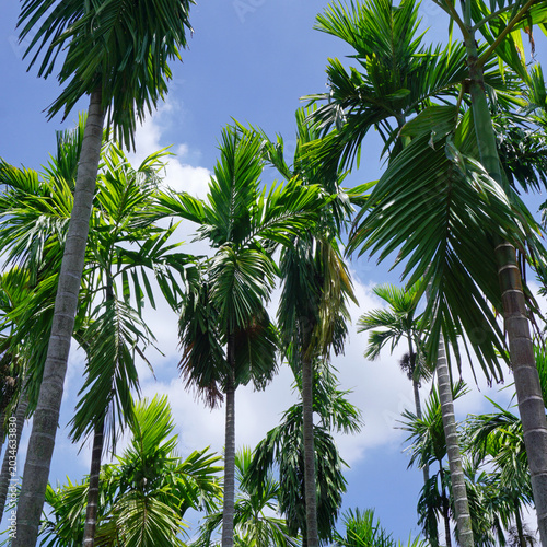 palm trees