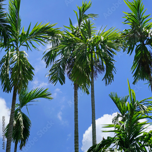 palm trees