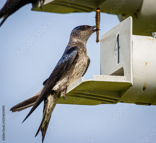 Bild auf Leinwand purple martin swallow female spotted gray and blue on gourd with stick lit up cl