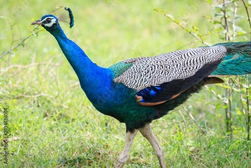 Indian Peafowl Walking Through Green Grassland in Wild Habitat