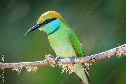 Green Bee-Eater Perched on a Branch in Vibrant Natural Habitat