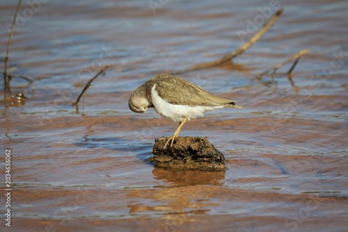 Common Sandpiper Perched on a Small Rock in Shallow Wetland Water